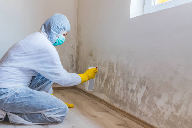 Black mold inspection in Interlochen