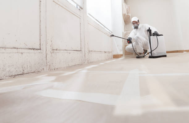 Black mold remediation team in Interlochen